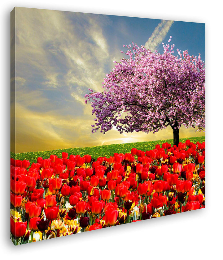 deyoli Kirschbaum im Tulpen Feld Format: 70x70 als Leinwandbild, Motiv fertig gerahmt auf Echtholzra