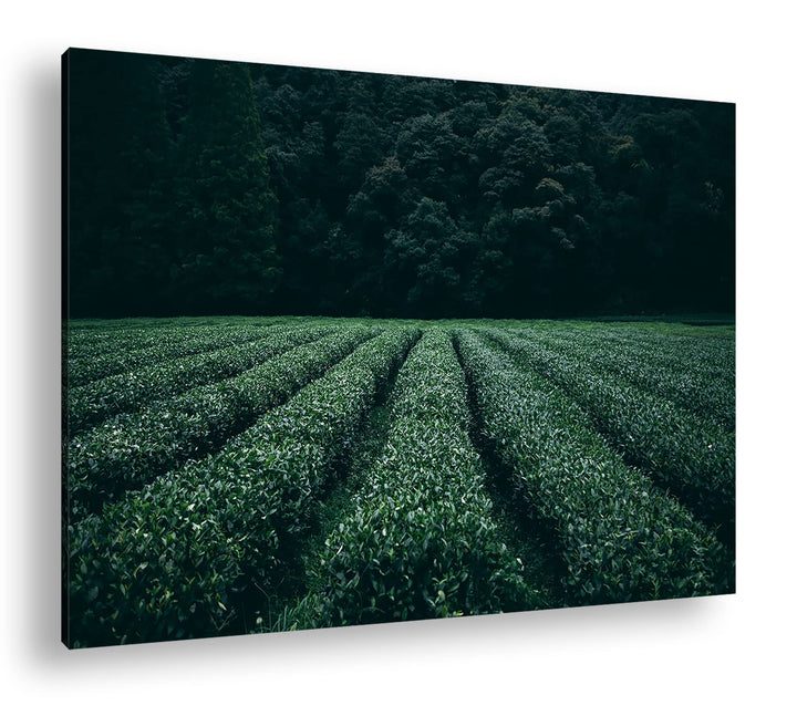 deyoli Tee Feld Format: 80x60 als Leinwandbild, Motiv fertig gerahmt auf Echtholzrahmen, Hochwertige