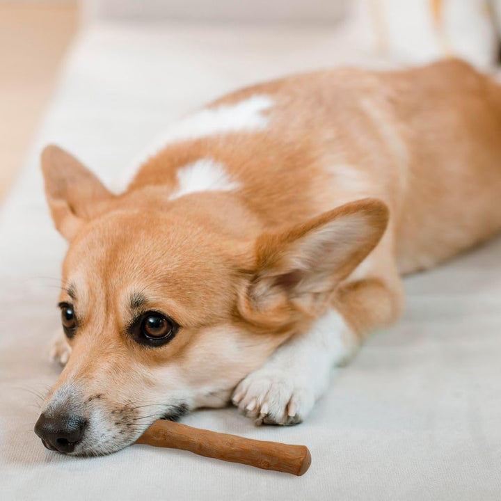 Wildfang® 3 Kaustab Hund aus Kaffeeholz (Grösse XS) – Kauspielzeug für Welpen &amp; kleine Hunde < 15 kg