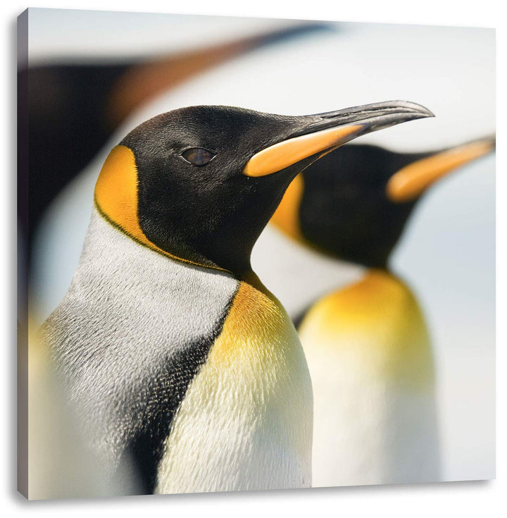 Pinguine, Format: 70x70 auf Leinwand, XXL riesige Bilder fertig gerahmt mit Keilrahmen, Kunstdruck a