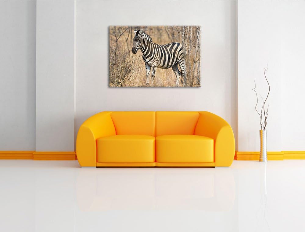Pixxprint einsames Zebra auf Leinwand, XXL riesige Bilder fertig gerahmt mit Keilrahmen, Kunstdruck