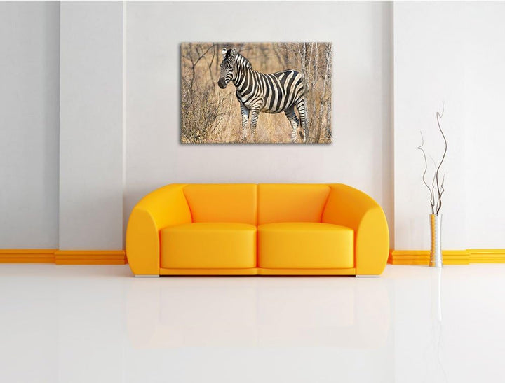 Pixxprint einsames Zebra auf Leinwand, XXL riesige Bilder fertig gerahmt mit Keilrahmen, Kunstdruck