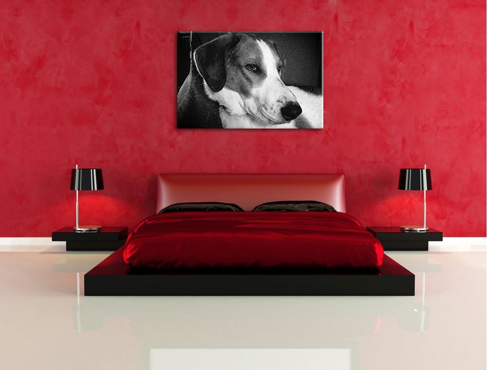 Jack Russel Terrier ruht sich aus auf Leinwand, XXL riesige Bilder fertig gerahmt mit Keilrahmen, Ku