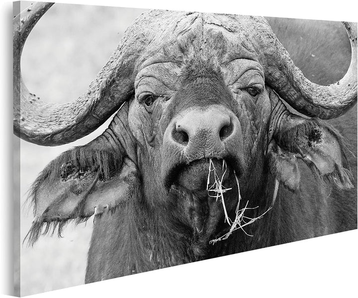 islandburner Bild auf Leinwand Portrait Afrikanischer Büffel Kaffernbüffel In Schwarz-Weiss Serenget