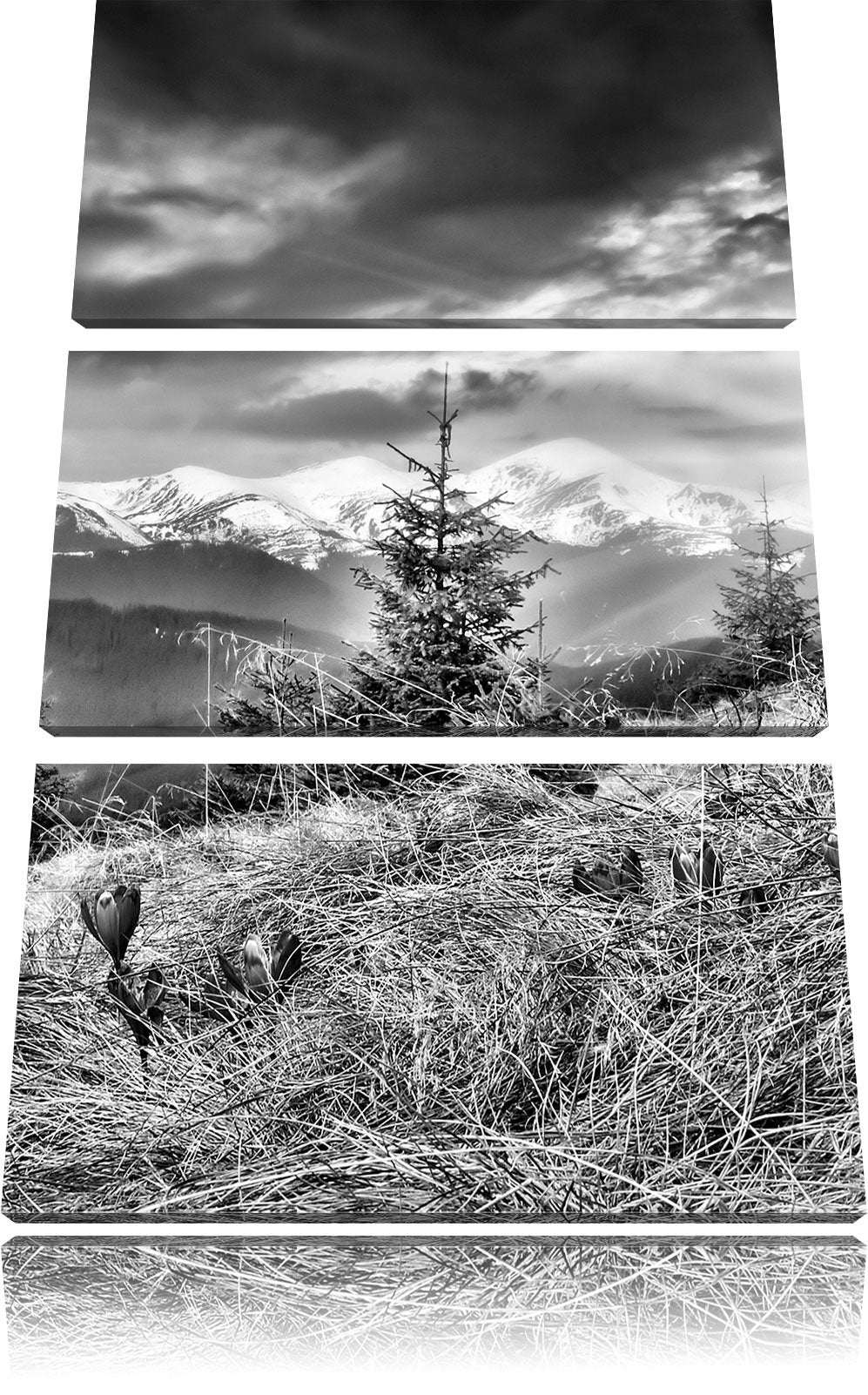Pixxprint Monocrome, Krokusse auf Hochalmwiese in Alpen 3-Teiler Leinwandbild 120x80 Bild auf Leinwa