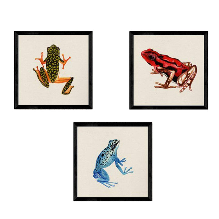 Nacnic Pack Blatt für die Gestaltung DREI Frösche. Square gerahmte Poster in der Grösse 25x25 mit Ra