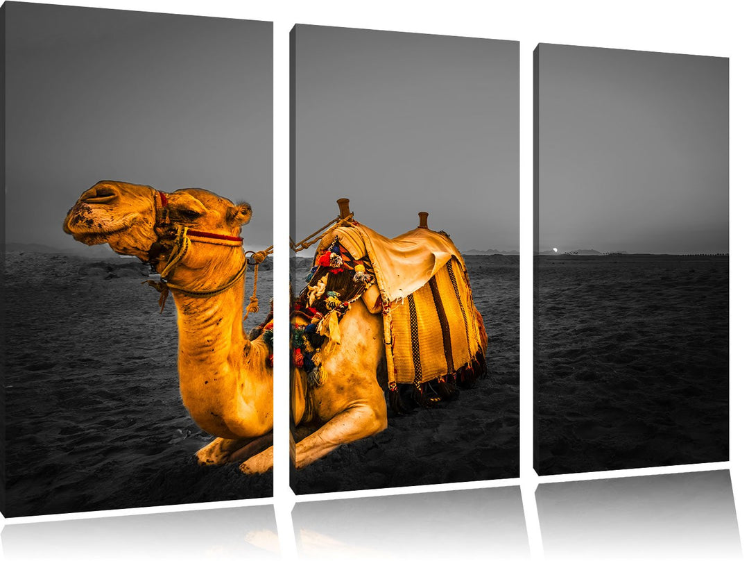 Pixxprint Kamel in Ägypten als Leinwandbild/Grösse: 3 Teilig (120x80 cm) cm/Wandbild/Kunstdruck/fert