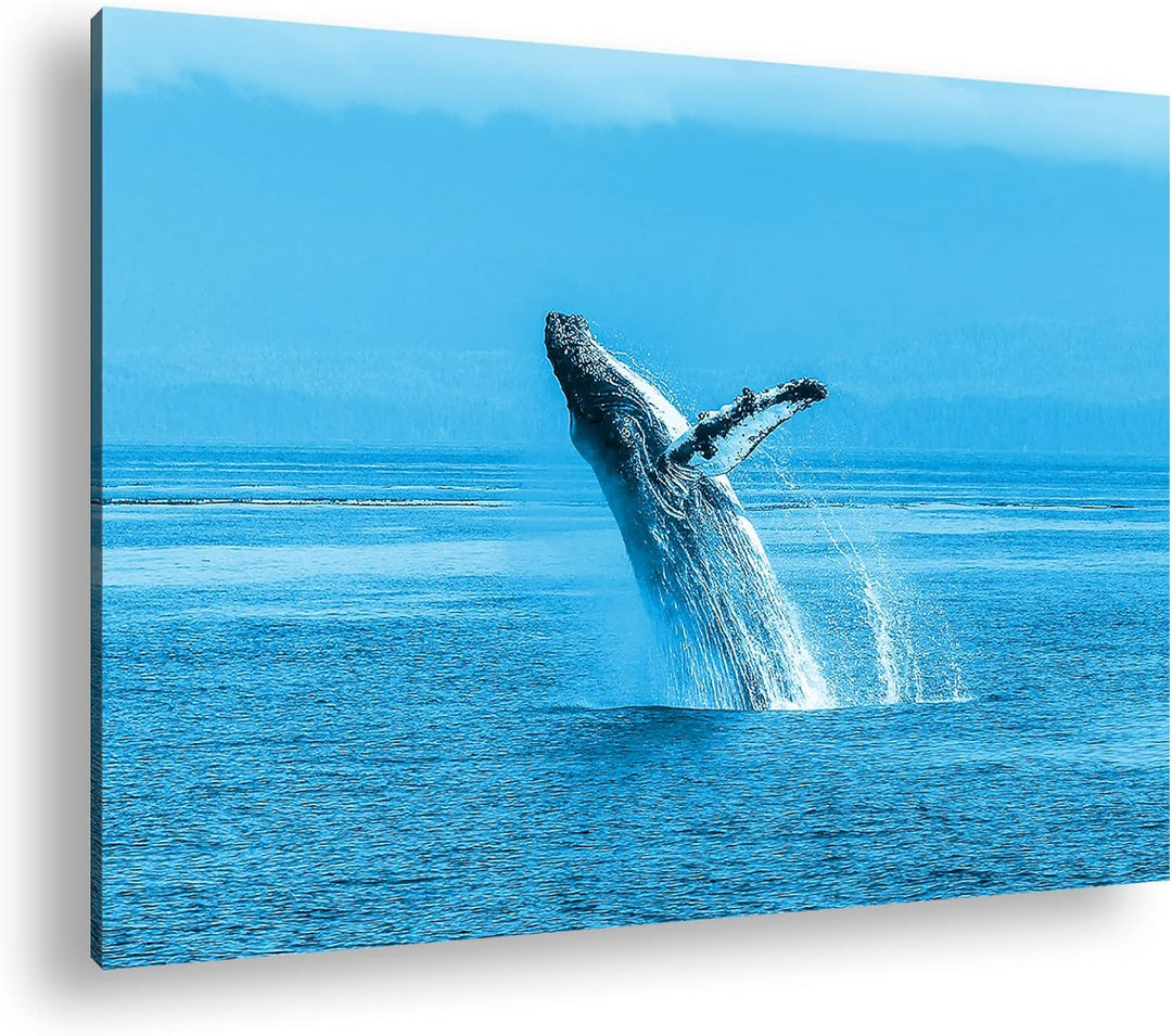 deyoli atemberaubender Buckelwal im Meer Format 80x60 Effekt: Monocrome Blau als Leinwandbild, Motiv