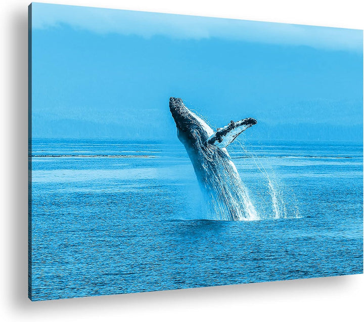 deyoli atemberaubender Buckelwal im Meer Format 80x60 Effekt: Monocrome Blau als Leinwandbild, Motiv