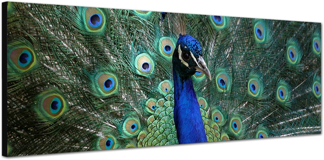 Paul Sinus Art Panoramabild auf Leinwand und Keilrahmen 120x40cm Pfau Federn Grossaufnahme Portrait