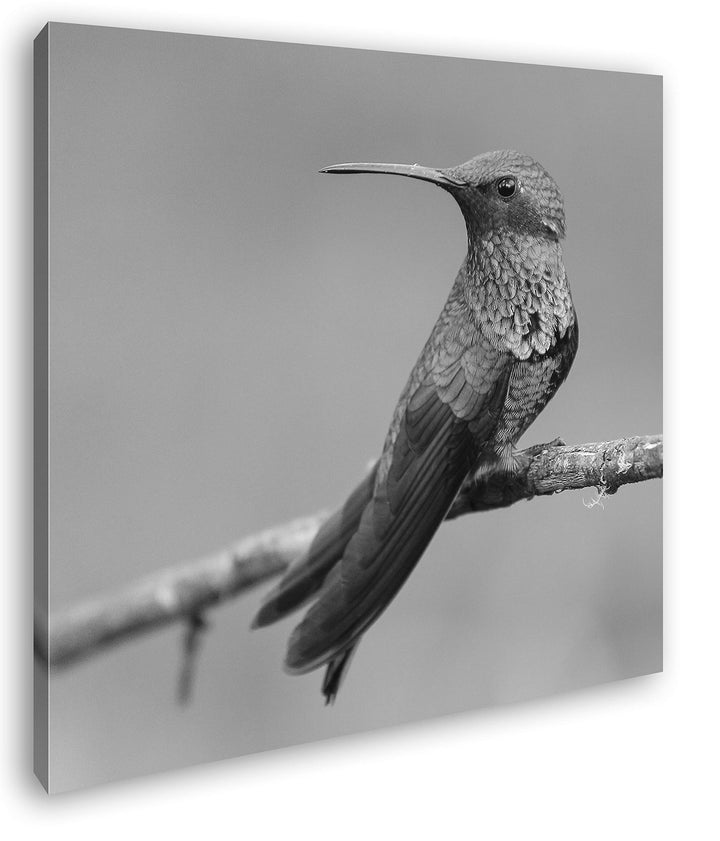deyoli ruhig sitzender Kolibri Format: 70x70 Effekt: Schwarz&Weiss als Leinwandbild, Motiv auf Echth