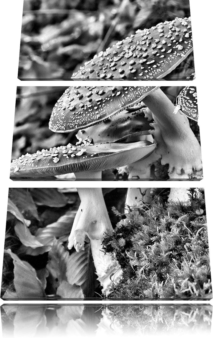 Pixxprint Monocrome, Vier Fliegenpilze auf Waldboden 3-Teiler Leinwandbild 120x80 Bild auf Leinwand