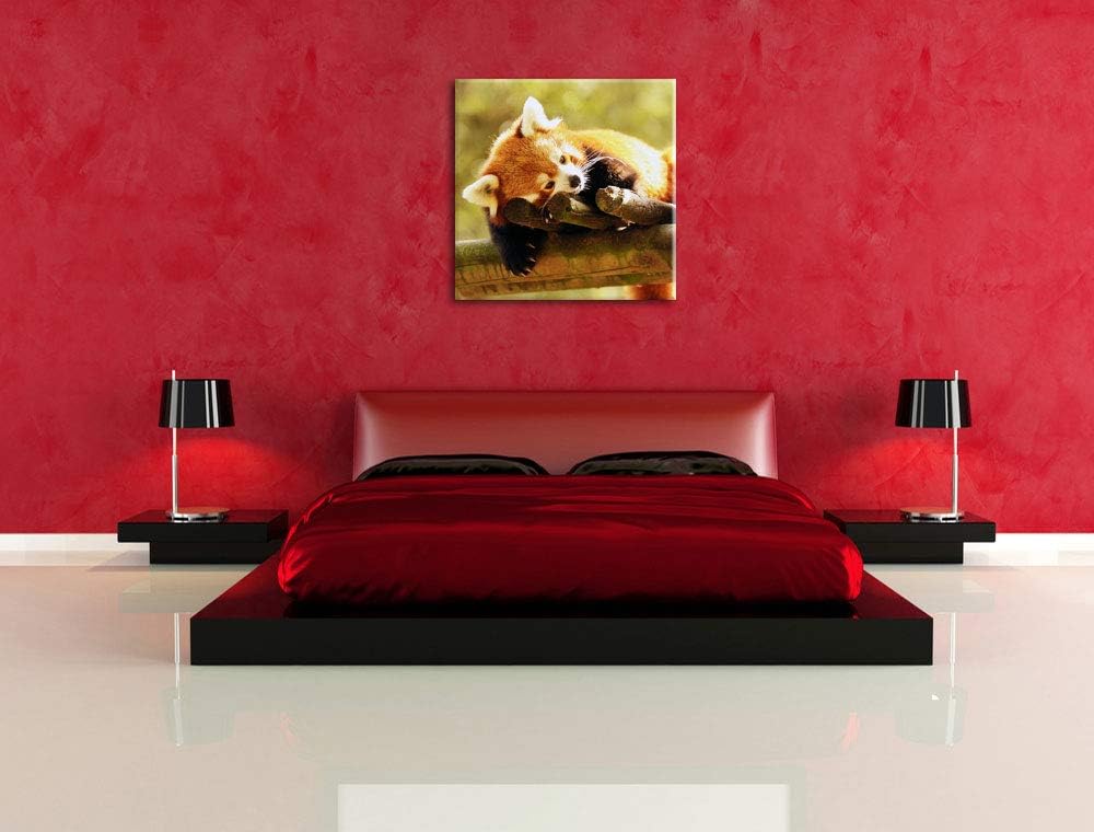 Kleiner Panda träumt, Format: 70x70 auf Leinwand, XXL riesige Bilder fertig gerahmt mit Keilrahmen,