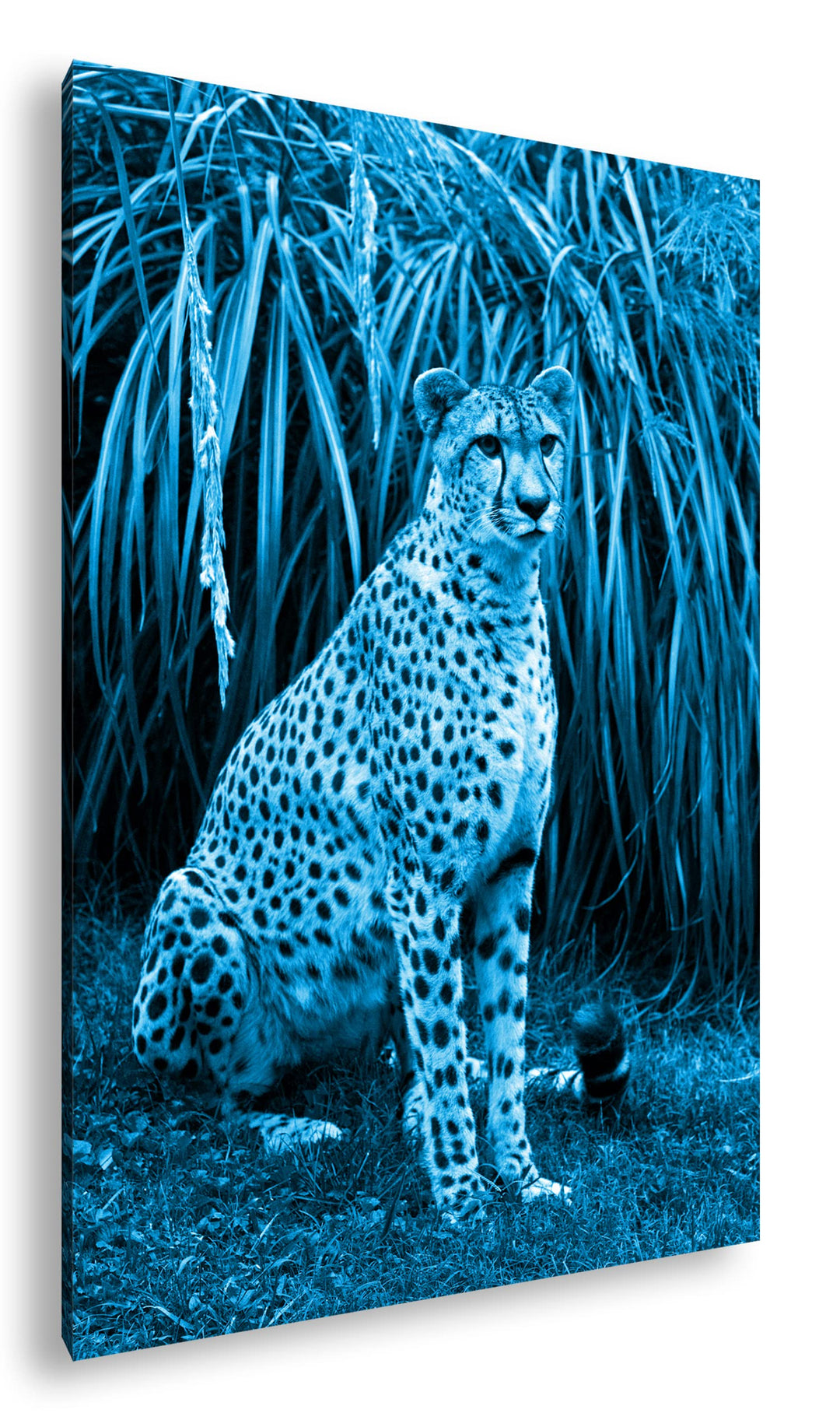 deyoli sitzender Gepard Format 80x60 Effekt: Monocrome Blau als Leinwandbild, Motiv fertig gerahmt a