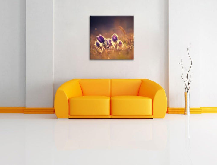 Pixxprint Lila Küchenschelle auf Bergwiese als Leinwandbild | Grösse: 70x70 cm | Wandbild | Kunstdru