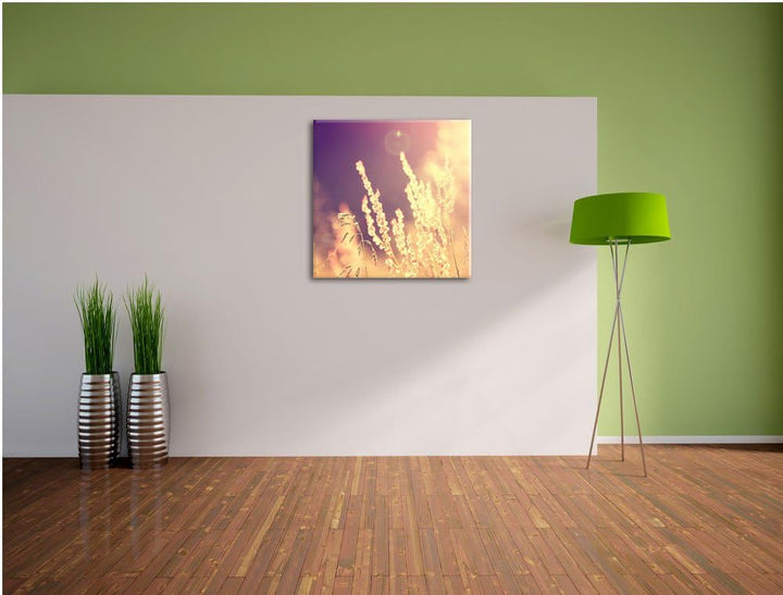 Gräser im Sonnenuntergang, Format: 70x70 auf Leinwand, XXL riesige Bilder fertig gerahmt mit Keilrah