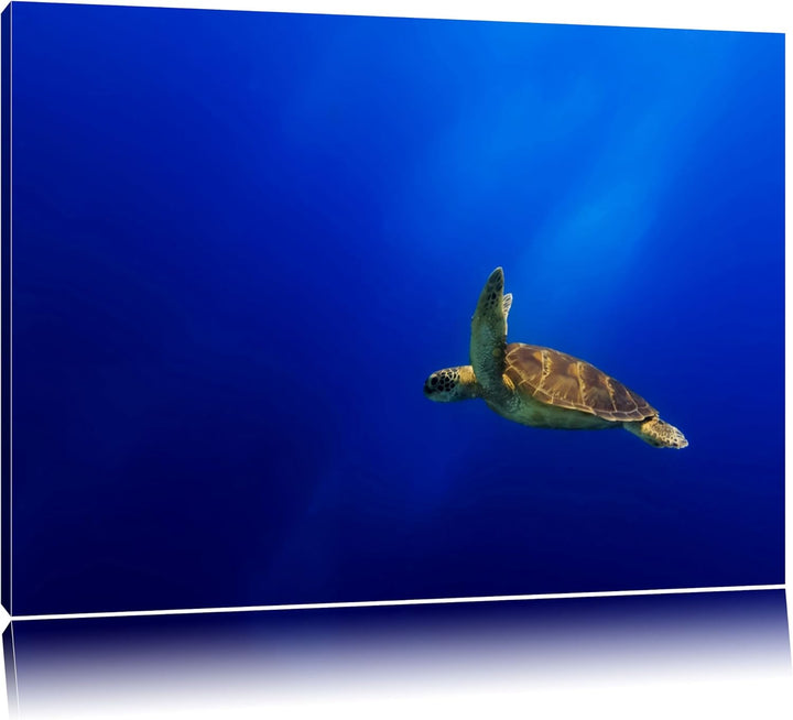 Alte Schildkröte im Meer Format: 100x70 auf Leinwand, XXL riesige Bilder fertig gerahmt mit Keilrahm