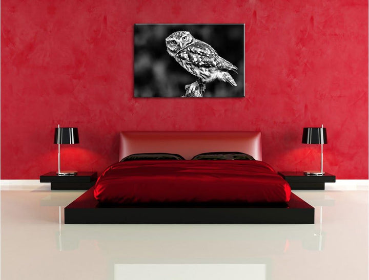 Monocrome, kleine Eule, Format: 100x70 auf Leinwand, XXL riesige Bilder fertig gerahmt mit Keilrahme