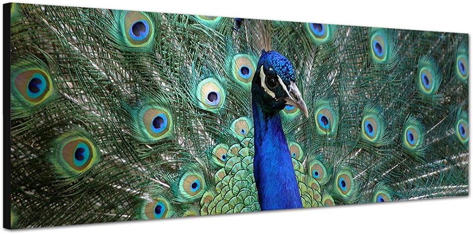 Paul Sinus Art Panoramabild auf Leinwand und Keilrahmen 150x50cm Pfau Federn Grossaufnahme Portrait