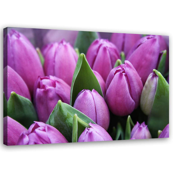 Feeby Wanddeko Tulpen Leinwandbild Kunstdruck Natur Violett 90x60 cm Leinwandbild 90x60 cm Violett_E