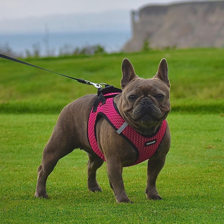 Voyager Step-in-Air Hundegeschirr, Allwetter-Netzgewebe, reflektierend, kein Ziehen, Geschirr für kl