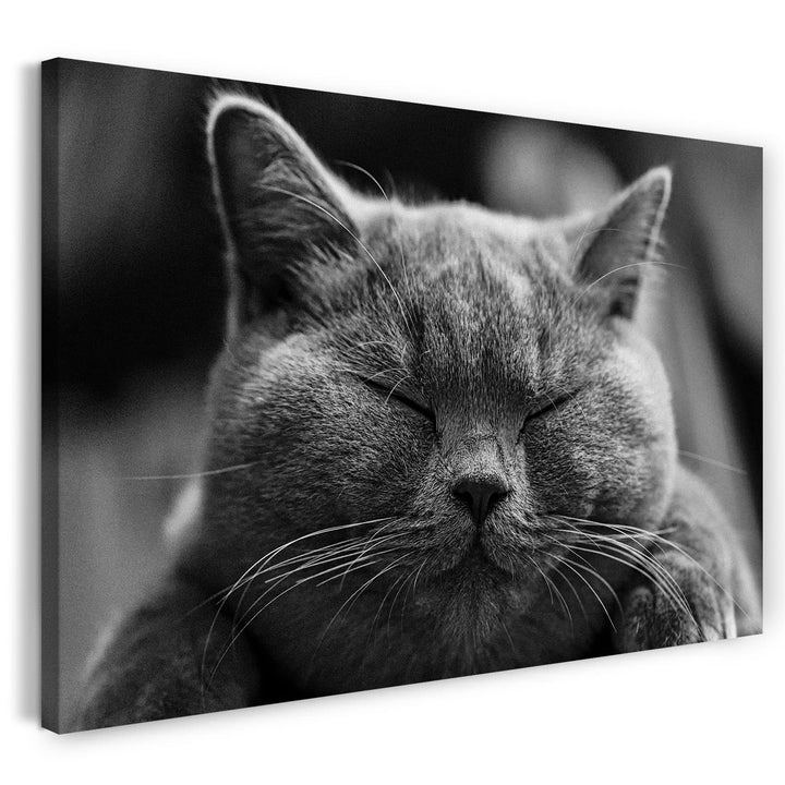 Printed Paintings Leinwand (100x70cm): Katze dunkelgrau Katzenbilder Tierbilder 100x70 cm, 100x70 cm