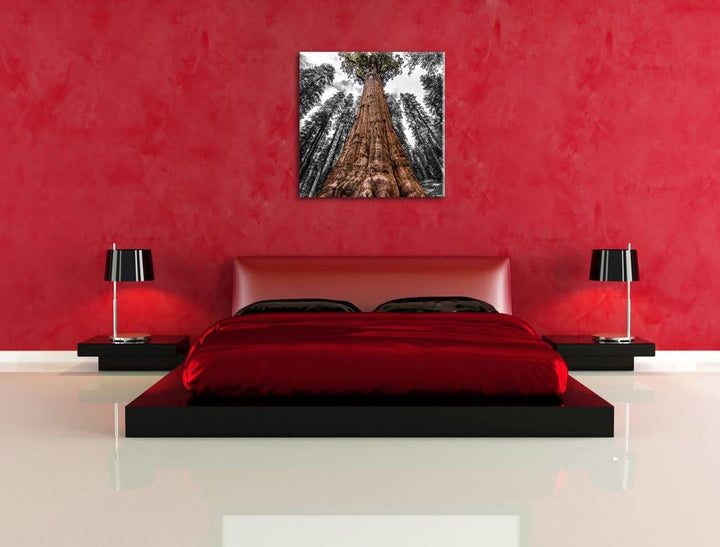 Pixxprint Riesenbaum Regenwald als Leinwandbild/Grösse: 70x70 cm/Wandbild/Kunstdruck/fertig bespannt