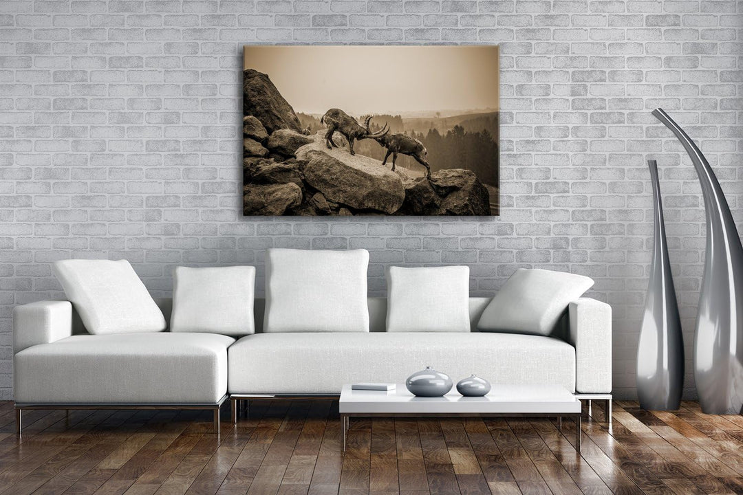 deyoli zwei kämpfende Steinböcke Format: 60x40 Effekt: Sepia als Leinwand, Motiv fertig gerahmt auf