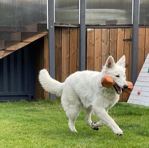 Dingo Apportier Holz aus einem Stück Erlenholz Apport für Gehorsam Obedience Spiel, Spass und Hundet