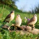 Goebel Vogel des Jahres 2023 Figur Braunkehlchenpaar