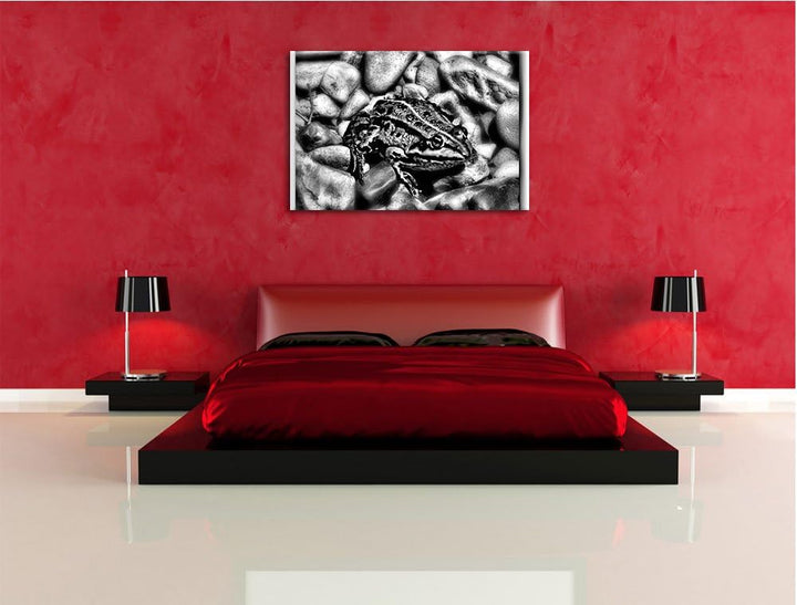 Pixxprint grüne Kröte in Steinbett als Leinwandbild/Grösse: 100x70 / Wandbild/Kunstdruck/fertig besp