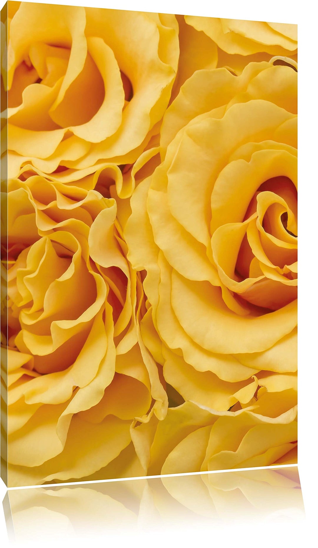 Pixxprint Blumen Rosen als Leinwandbild/Grösse: 100x70 / Wandbild/Kunstdruck/fertig bespannt, 100x70