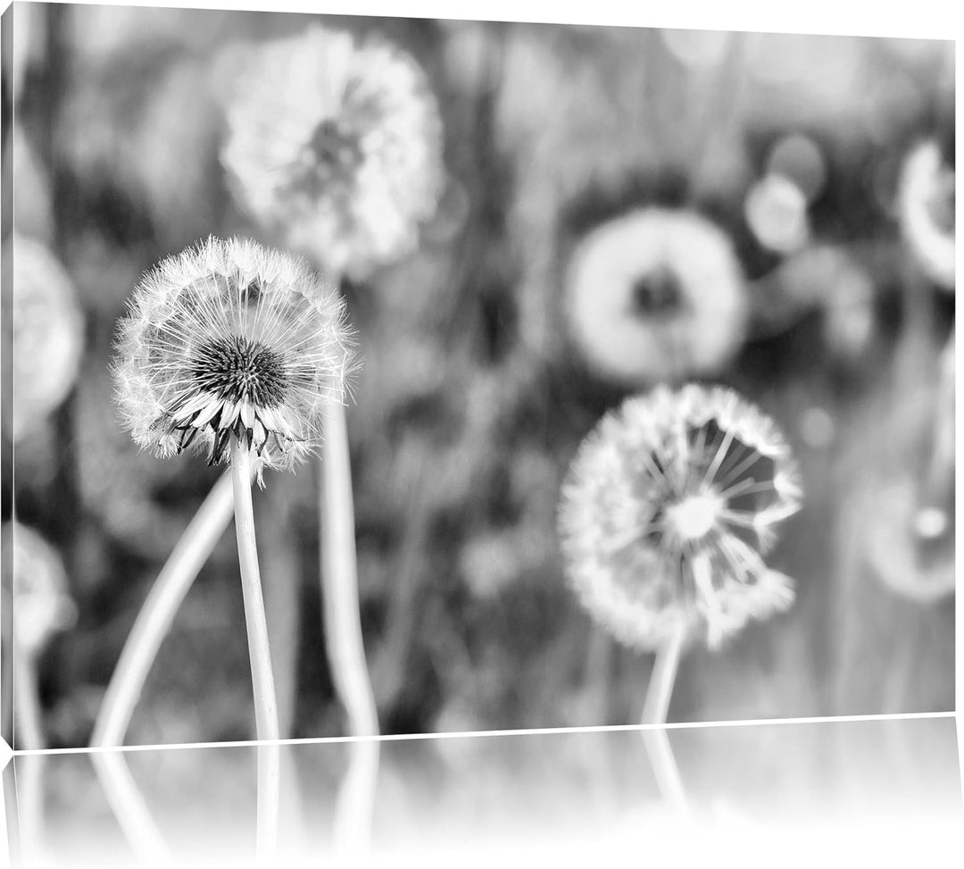 Pixxprint Romantische Pusteblumen / 100x70cm Leinwandbild bespannt auf Holzrahmen/Wandbild Kunstdruc