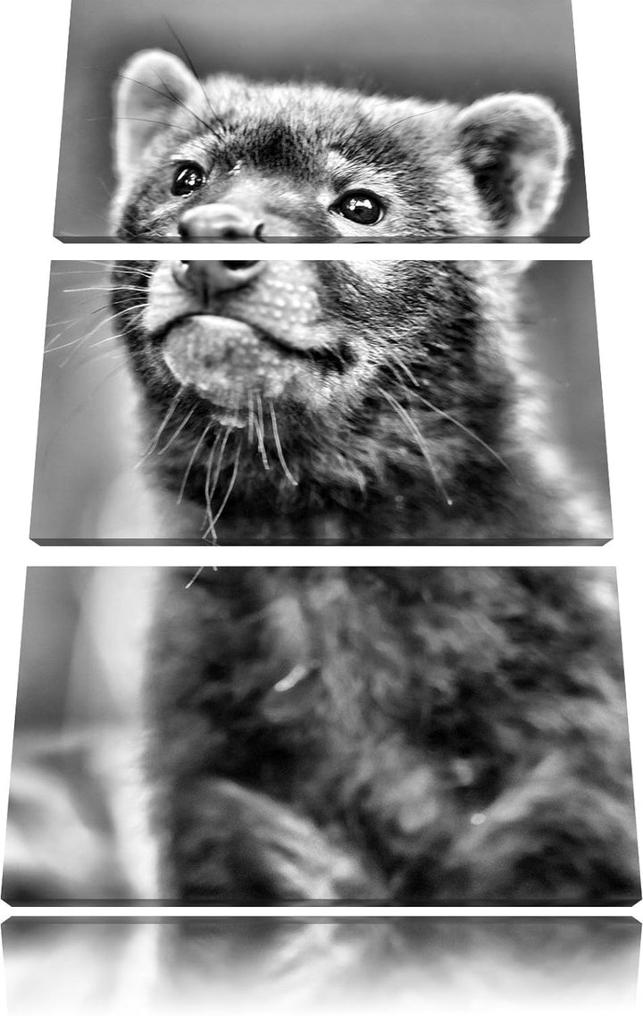 Pixxprint freches Frettchen als Leinwandbild | Grösse: 3 Teilig (120x80) | Wandbild| Kunstdruck | fe