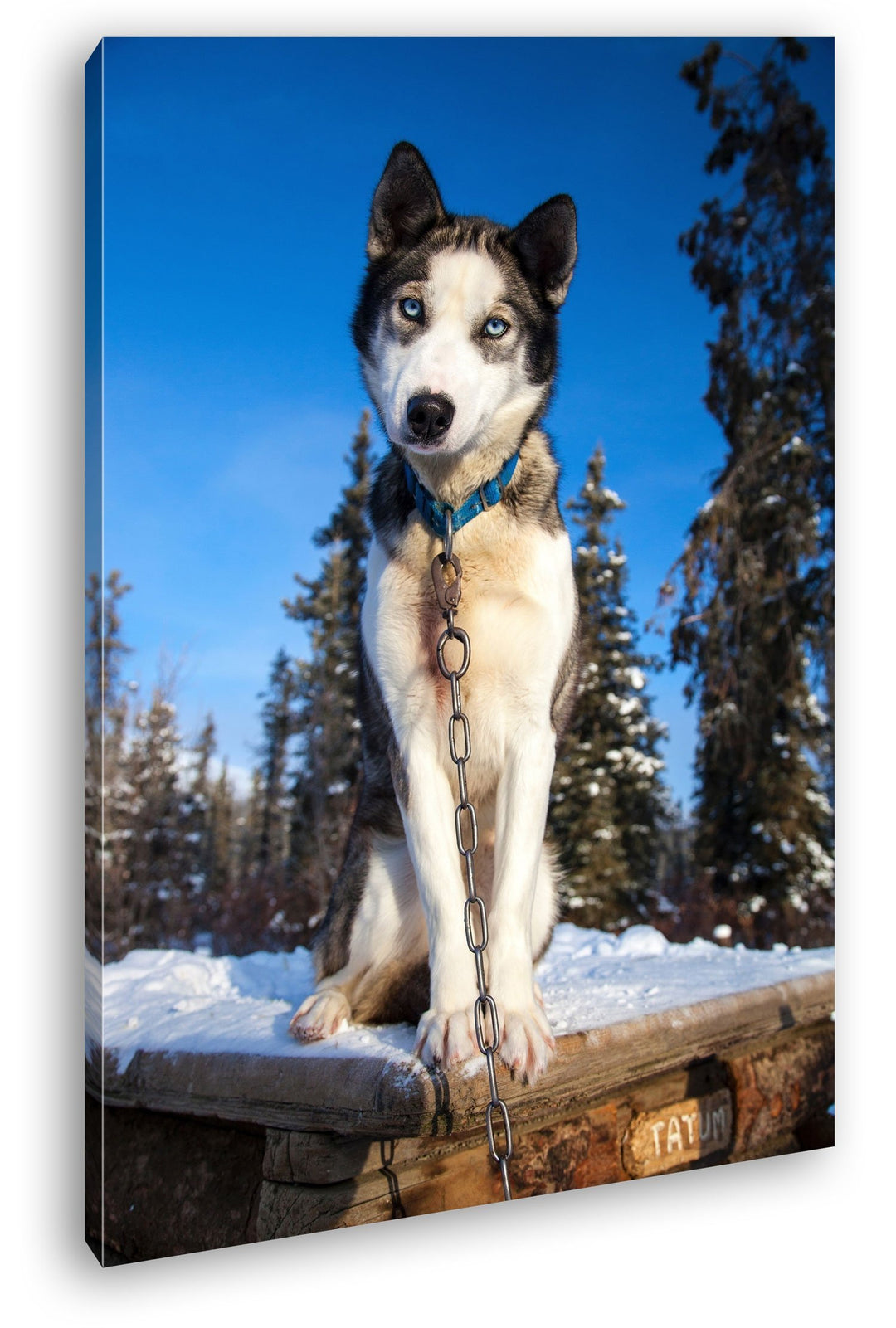 deyoli knuffiger Husky Format: 100x70 als Leinwand, Motiv fertig gerahmt auf Echtholzrahmen, Hochwer