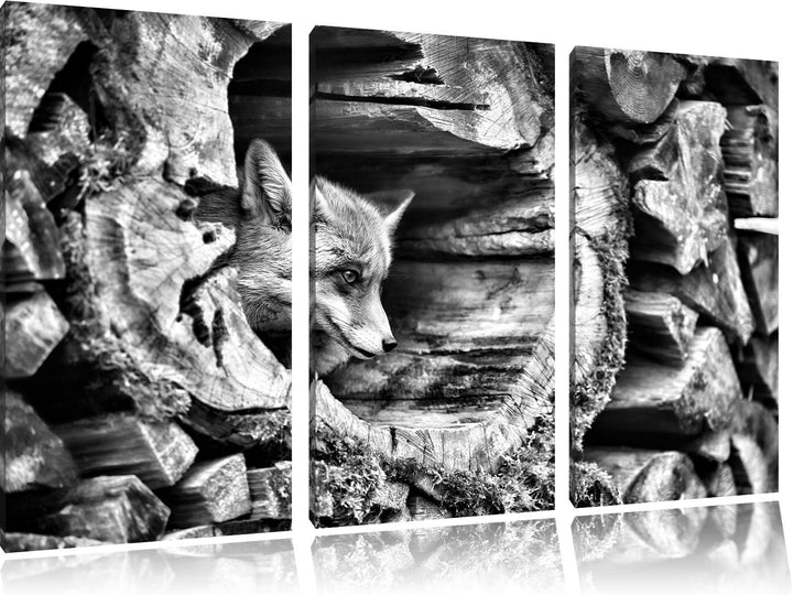 Pixxprint Fuchs im Baumstamm als Leinwandbild/Grösse: 3 Teilig (120x80) / Wandbild/Kunstdruck/fertig