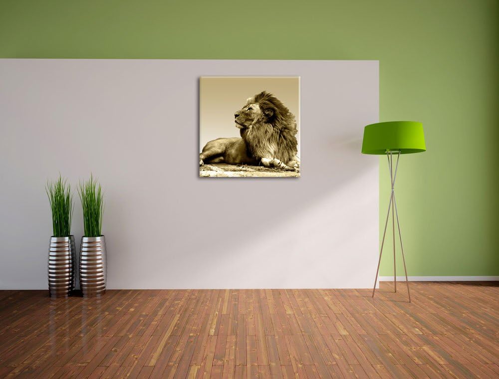 Pixxprint liegender Löwe, Format: 70x70 auf Leinwand, XXL riesige Bilder fertig gerahmt mit Keilrahm