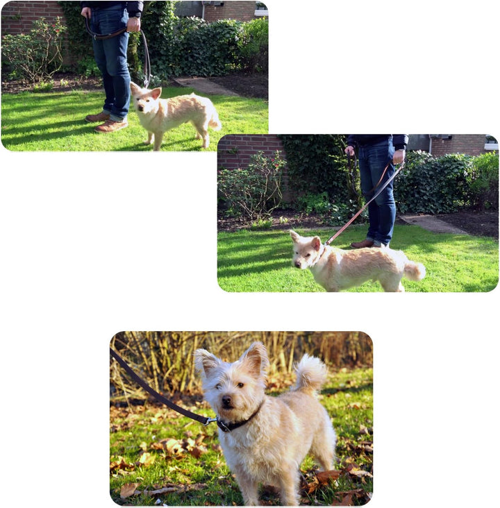 Hundeleine aus Leder - Trainingsleine - Lederleine für den Hund - Leine 3-Fach verstellbar, für alle
