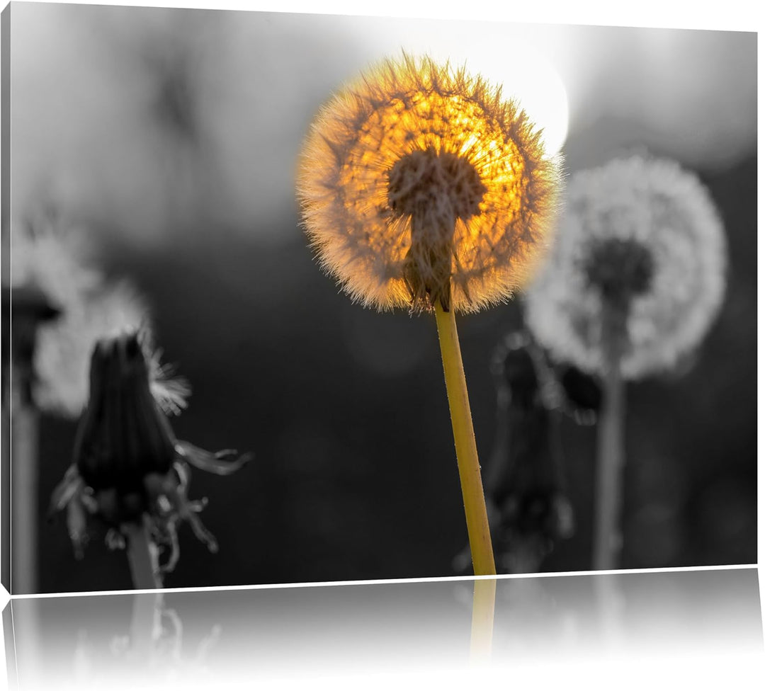 schöne Pusteblumen beim Sonnenuntergang schwarz/weiss Format: 100x70 auf Leinwand, XXL riesige Bilde