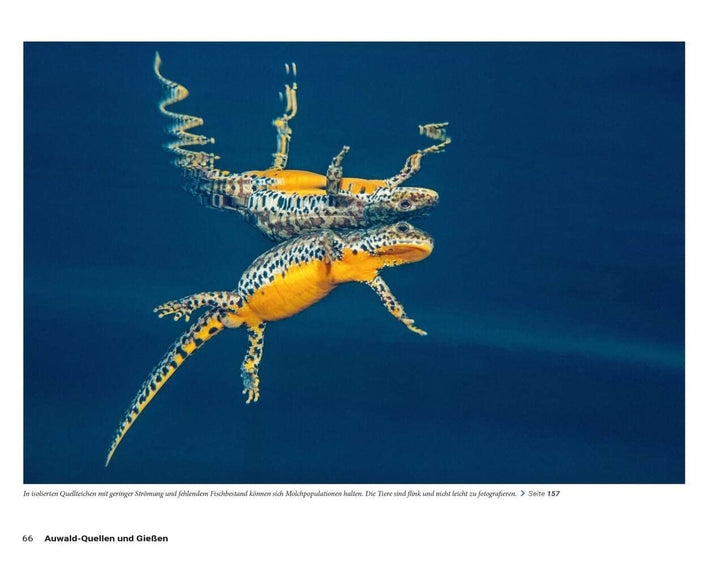Die Welt der Süsswasserquellen: Deutschlands faszinierende Naturdenkmale, Gebundenes Buch