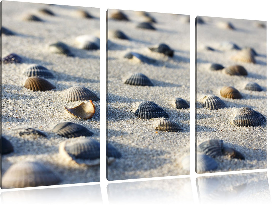 Pixxprint Muscheln im Sand als Leinwandbild | Grösse: 3 Teilig (120x80) | Wandbild| Kunstdruck | fer