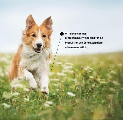 Kräuterland Grünlippmuschelpulver Hund 250g - reines Muschelextrakt - Grünlippmuschel Pulver auch fü