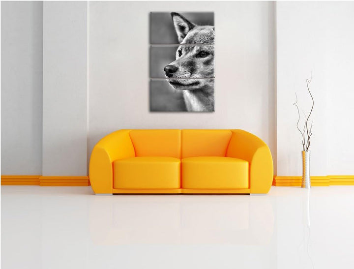 Pixxprint Finnen-Spitz Hund im Gras als Leinwandbild/Grösse: 3 Teilig (120x80) cm/Wandbild/Kunstdruc