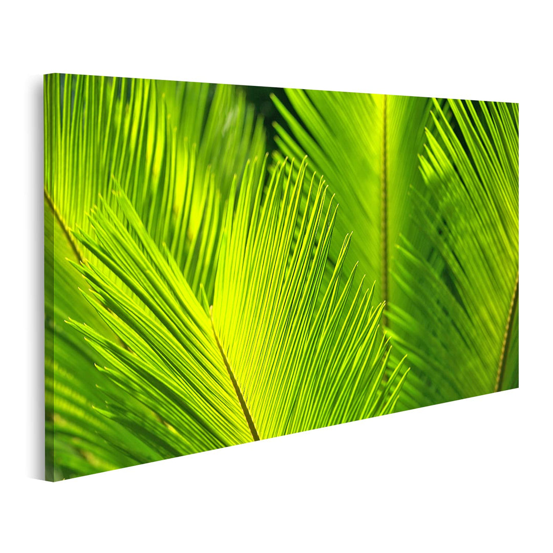 islandburner Bild auf Leinwand Grüne Palme Blätter Bilder Wandbilder Poster Leinwand 100x57cm, Leinw