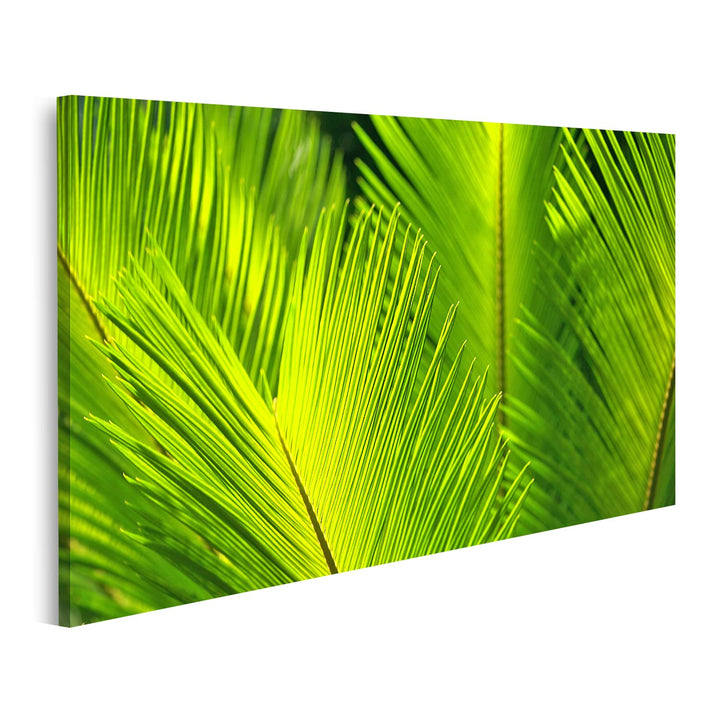 islandburner Bild auf Leinwand Grüne Palme Blätter Bilder Wandbilder Poster Leinwand 100x57cm, Leinw