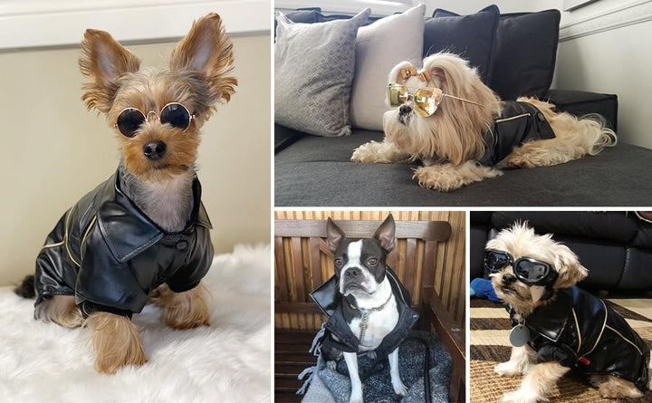 NIULA Hunde-Lederjacke – niedliche Lederjacken, Motorradkleidung mit Knöpfen, wasserdichter Winterma