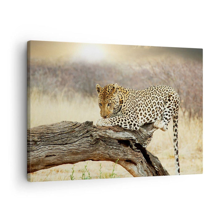 Bilder auf Leinwand Afrika Leopard Katze Safari Leinwandbild 70x50cm Wandbilder Dekoration Wohnzimme