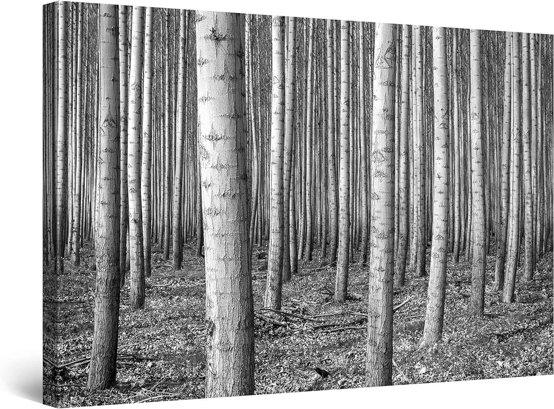 Startonight Leinwandbilder Schwarz und Weiss Birkenholz, Doppelansicht Überraschung Modernes Dekor K