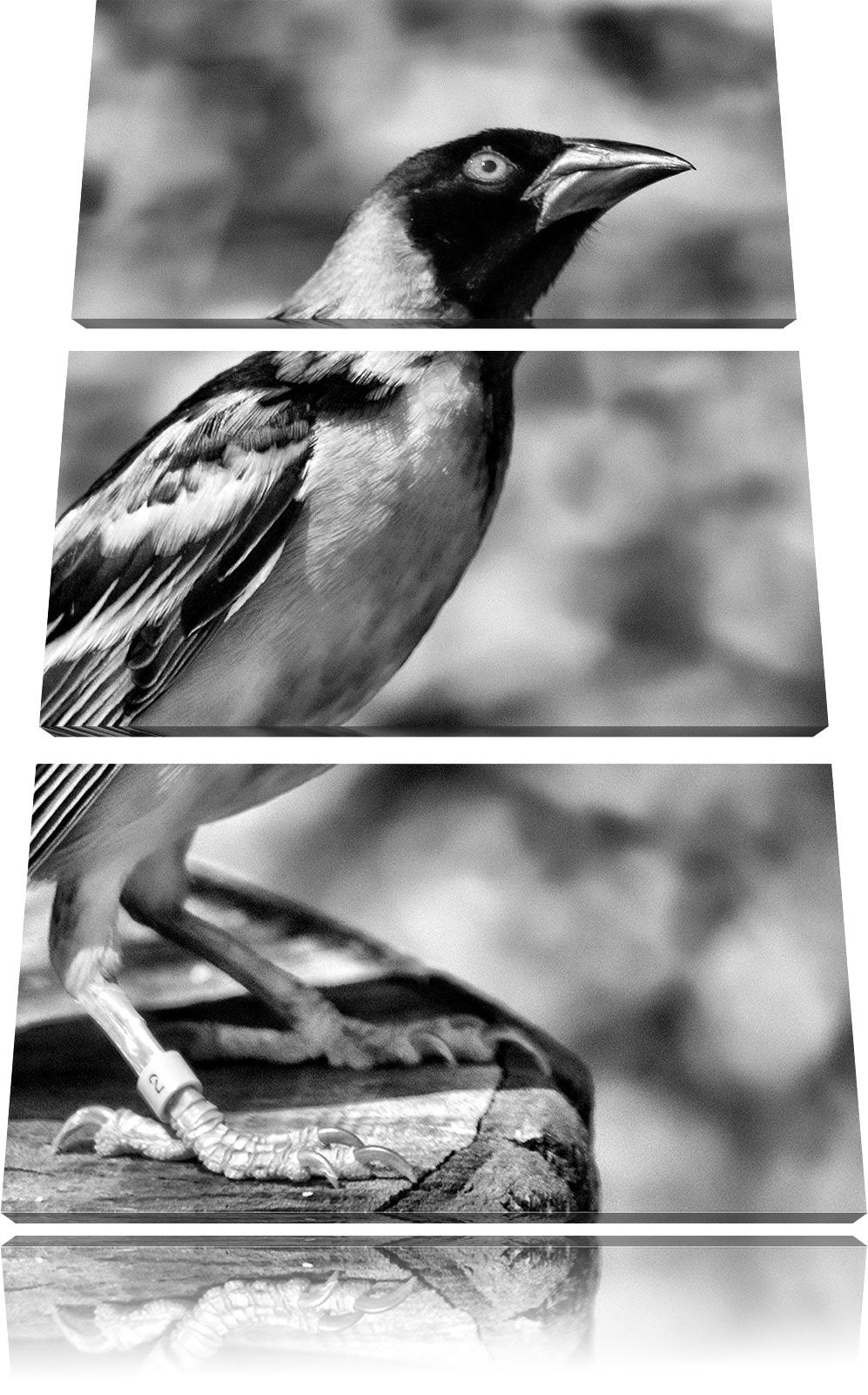 Pixxprint prächtiger gelber Star / 3-Teilig/Gesamtmass 120cm Leinwandbild bespannt auf Holzrahmen/Wa
