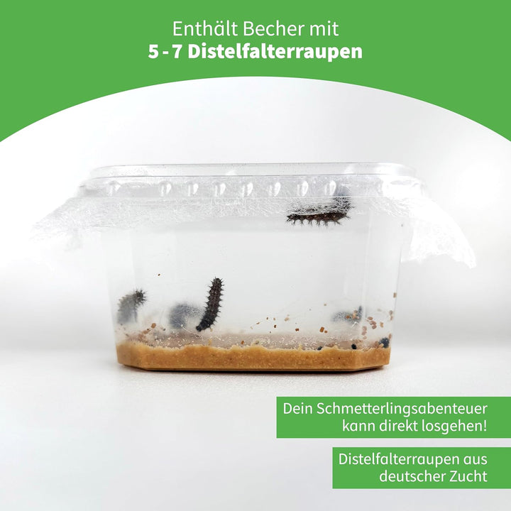 Hagemann Schmetterlingsgarten – Schmetterlinge züchten Set mit 5–7 Distelfalter Raupen | Natur Exper